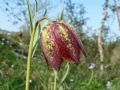 Fritillaria montana